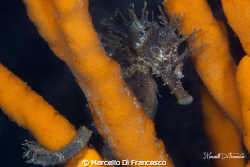Seahorse by Marcello Di Francesco 